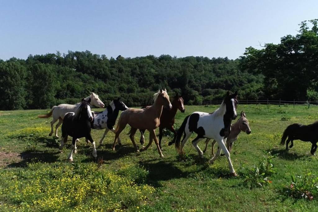 Gite Equestre Domaine Des Crins - Monpazier Capdrot 外观 照片