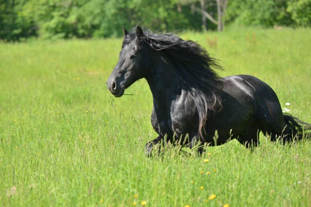 Gite Equestre Domaine Des Crins - Monpazier Capdrot 外观 照片